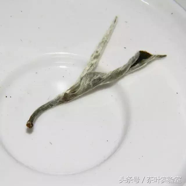 白茶的黄片怎么来的呢？看看大神如何解释！