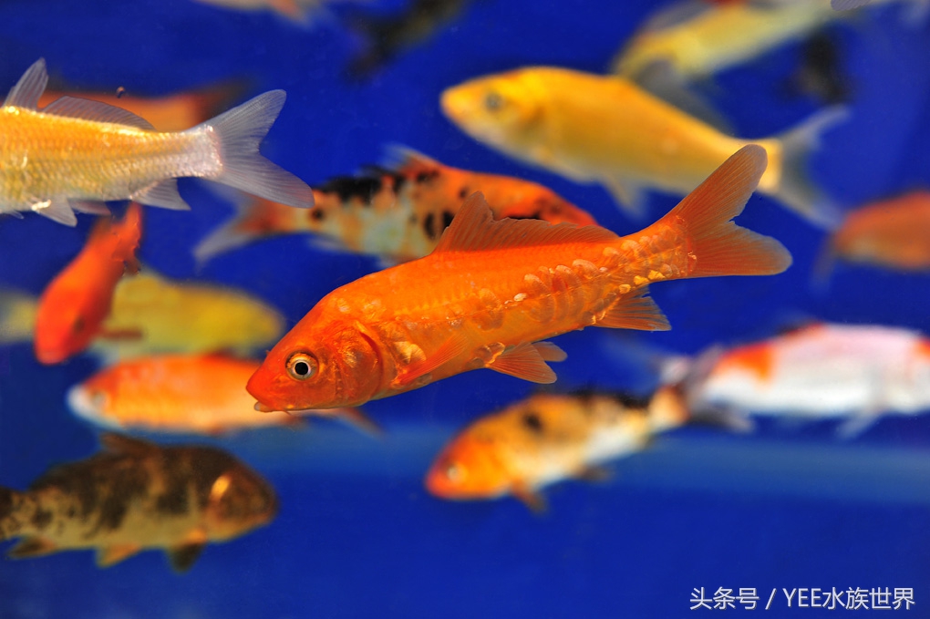 养好的鱼天天死怎么办,为什么家里的鱼养不活