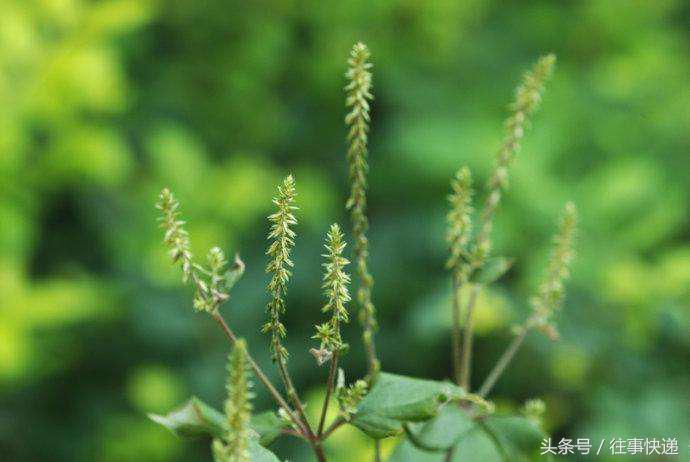 野菜虎杖的功效与作用,草药虎尾鞭功效