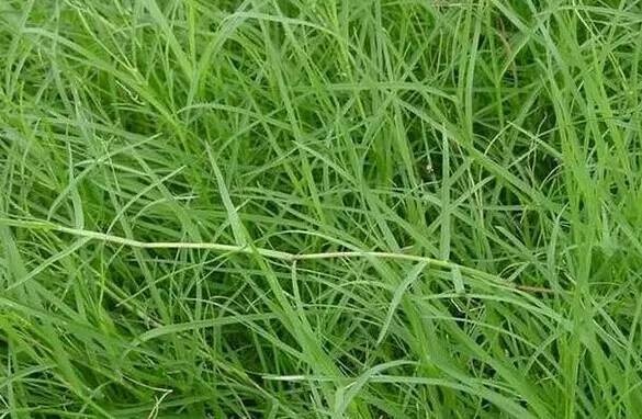 鱼钩倒刺刺进肉里怎么弄出来,有倒刺的鱼钩扎到肉如何取