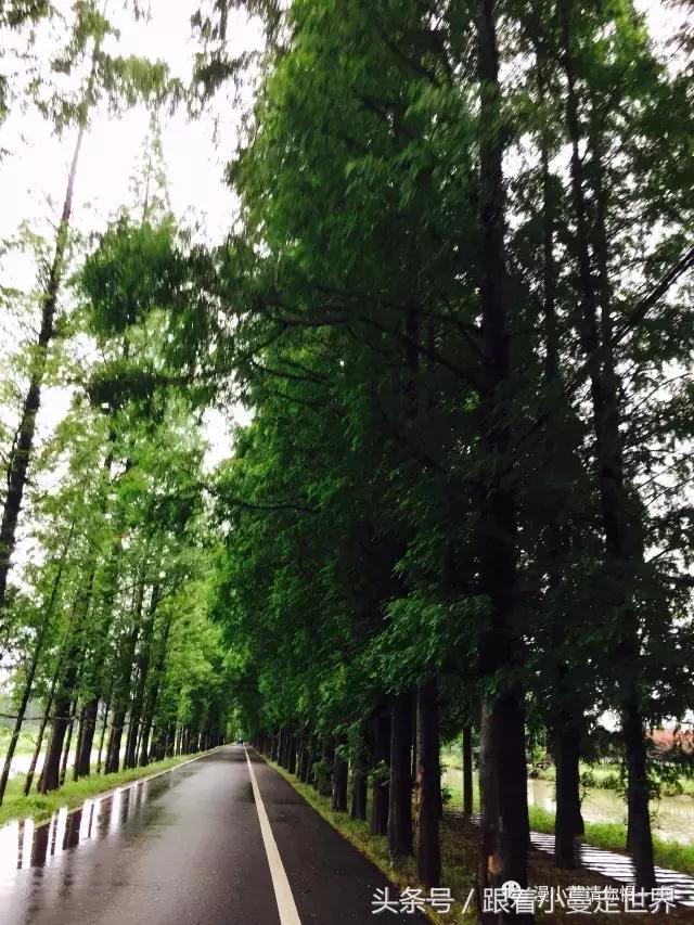 高淳去南京玩,高淳看荷花