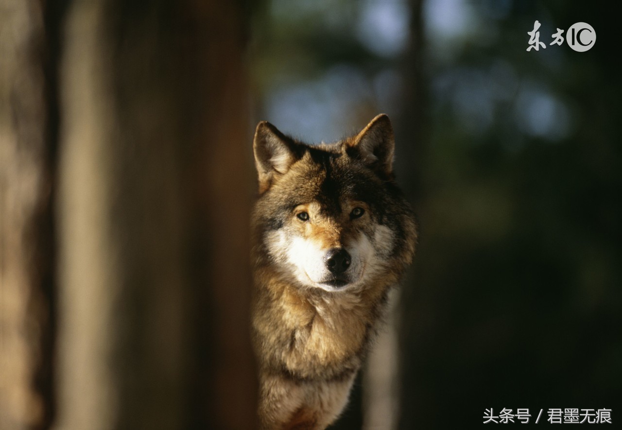 流落荒城，只有一头狼，和一把刀，要保护一个女人