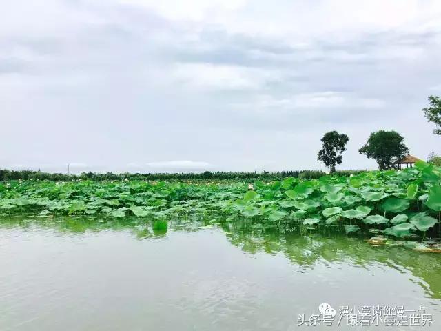 高淳去南京玩,高淳看荷花