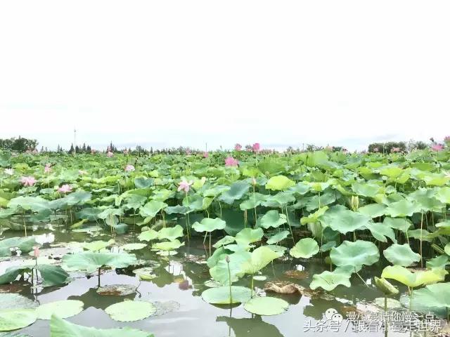 高淳去南京玩,高淳看荷花