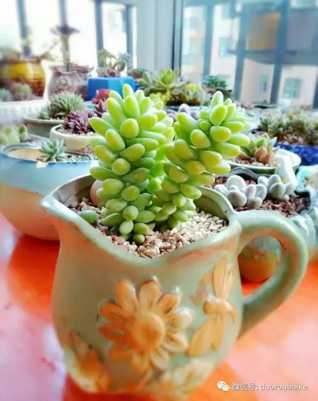 遇见多肉作品,和多肉邂逅的时光
