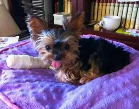 受了伤的狗狗,汪星人受伤真相