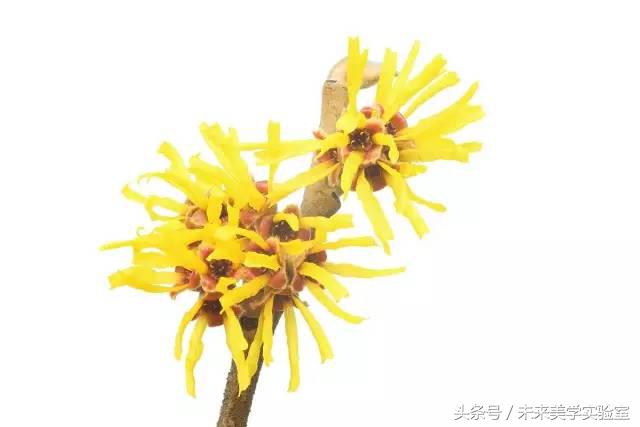 可莱丝面膜和美迪惠尔,可莱丝美迪惠尔面膜舒缓吗