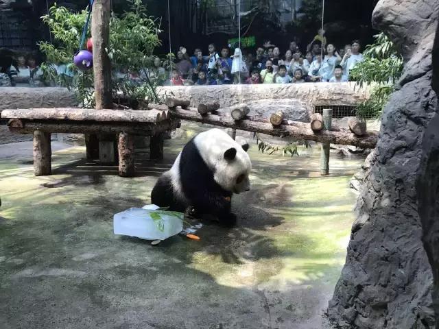 缇庡コ涓庨噹鍏界湅椋庢櫙,澶х唺鐚妧鐗涢噾涓濈尨缇婇┘