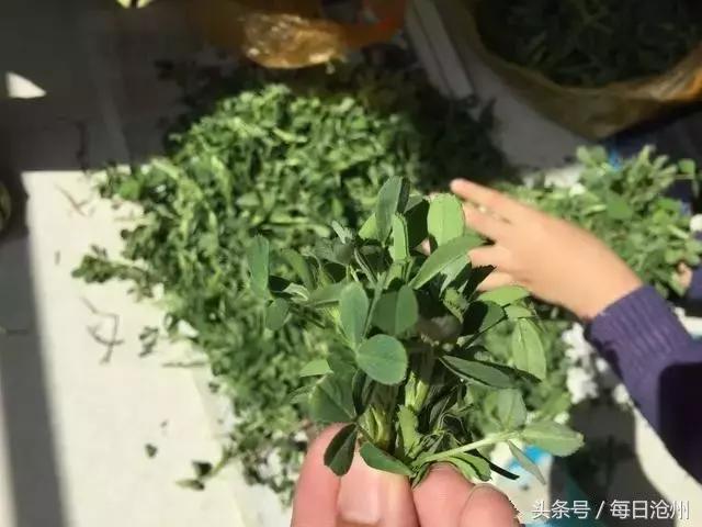 推荐一下黄骅美食,沧州黄骅美食