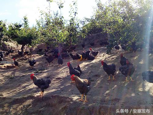 安塞读本：新农民新农村新希望——追赶超越看安塞之新型职业农民篇