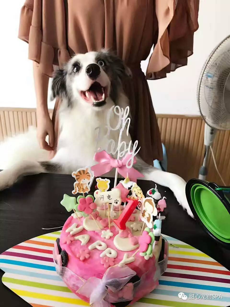 我不是“斑点狗”