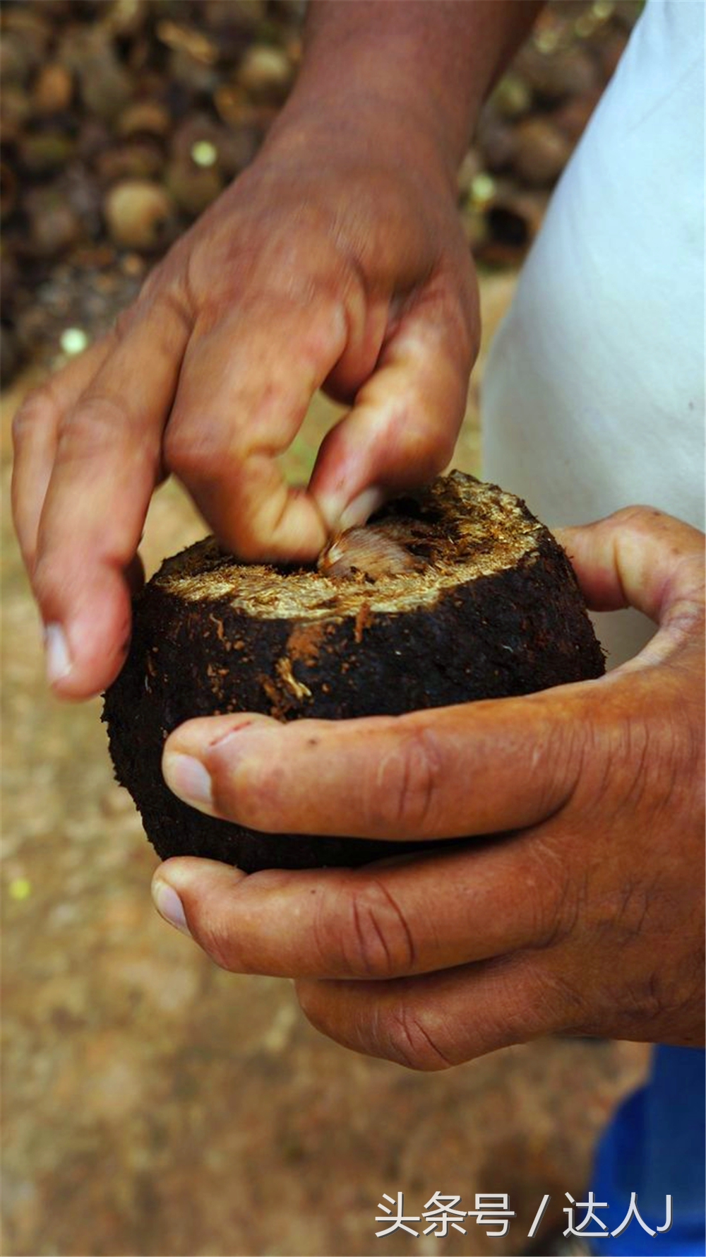达人J：巴西的盛宴
