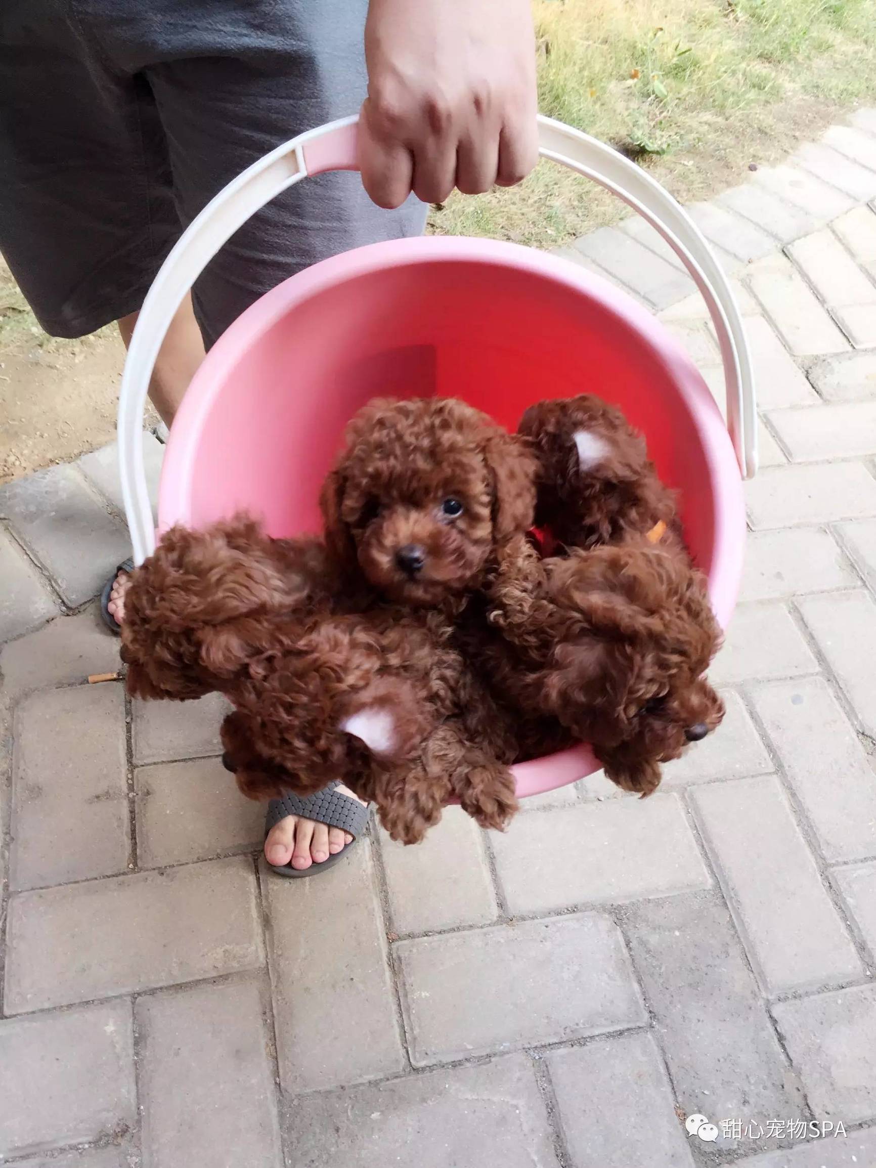 我不是“斑点狗”