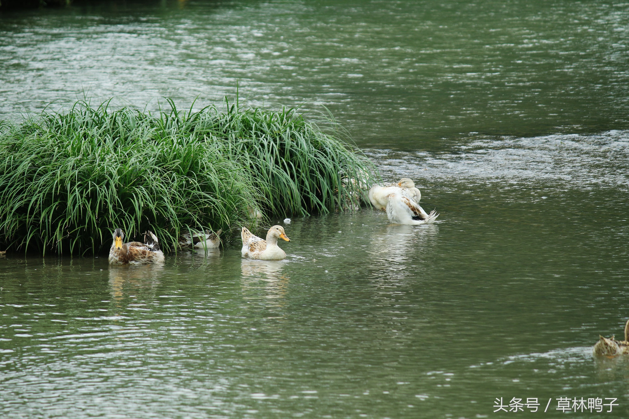 鸭子歪着脖子转圈是什么病,鸭子的脖子是歪的正常吗