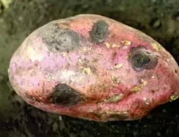 厨房里最毒的三种东西,厨房里这些东西隐藏致癌风险