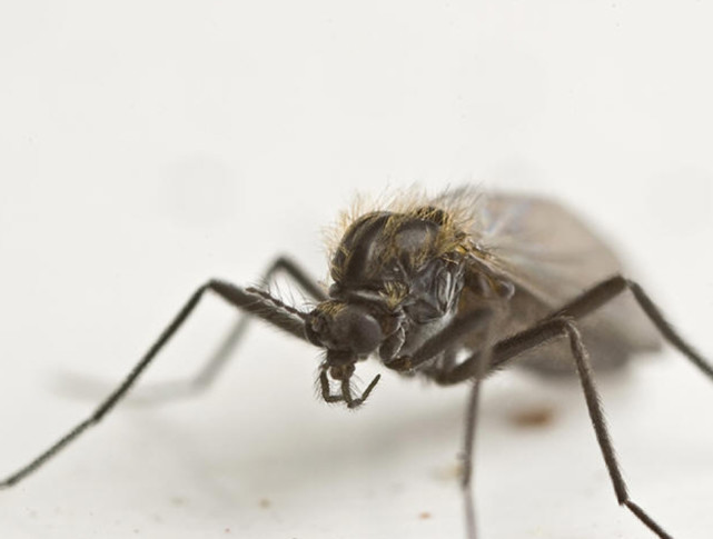 被蚊虫咬了很多红包特别痒，到底要不要忌口？