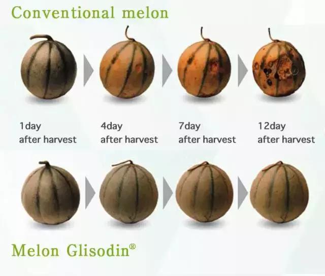 日本美白丸pola效果怎么样,日本pola美白丸历史