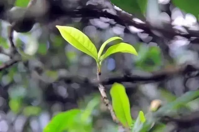 最新冰岛笑话大全,冰岛的搞笑段子