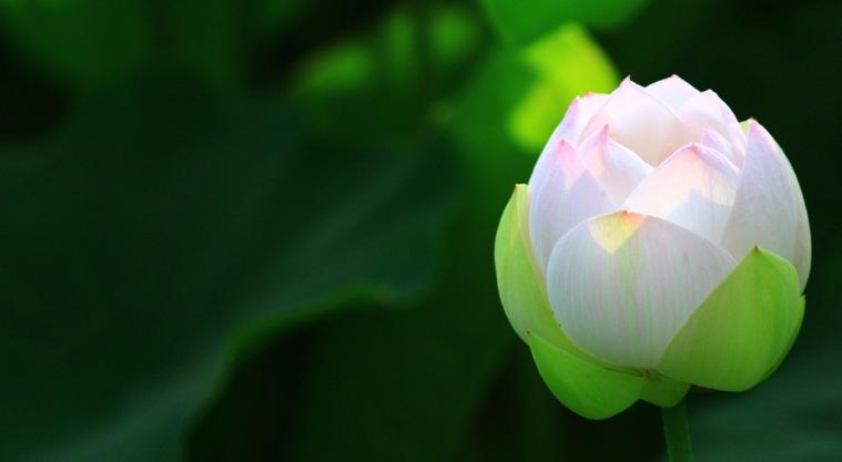 贵阳赏荷,贵阳荷花拍照打卡点