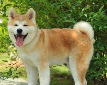 秋田犬怎么养和训练,秋田犬的正确喂养方法