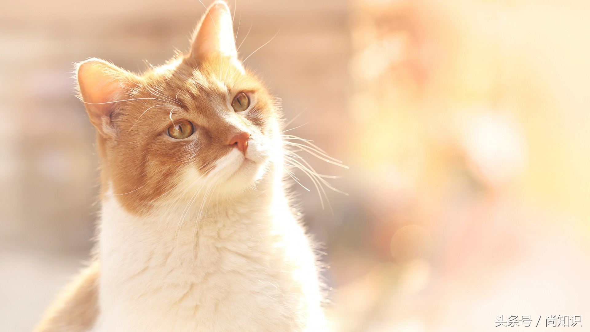 男不养猫女不养狗这话是真的吗,男不养猫女不养狗原来是这么回事