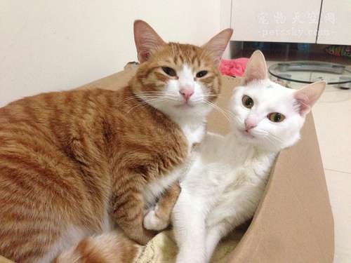 猫踩奶科普,猫在主人身上踩奶是什么意思