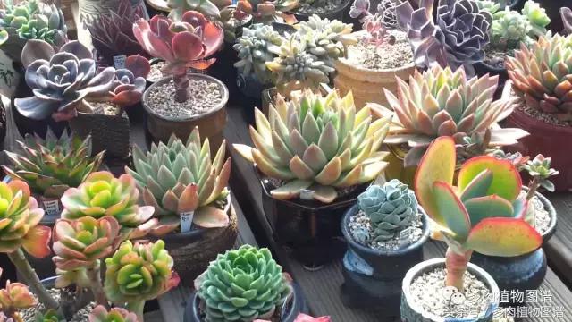 满阳台的多肉,满阳台多肉