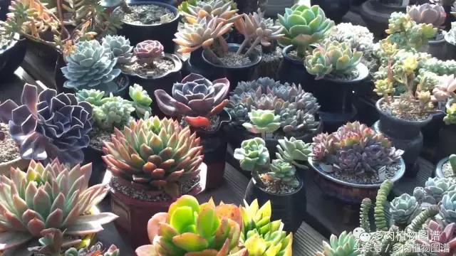 满阳台的多肉,满阳台多肉