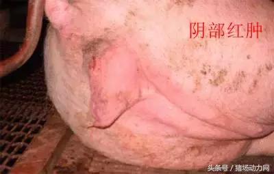 怎么给母猪接猪仔,母猪怎么接产视频教程