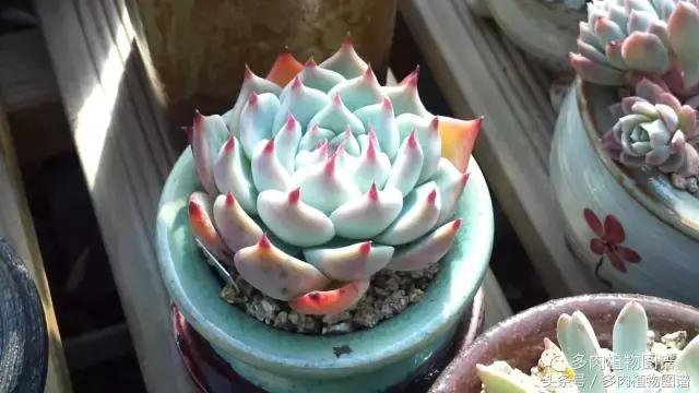 满阳台的多肉,满阳台多肉