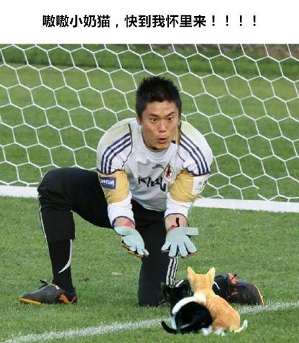 足球比赛上的猫咪,足球比赛上的猫