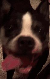 猫咪眼睑内翻解决办法,猫咪下眼睫毛内翻割眼皮后闭不上