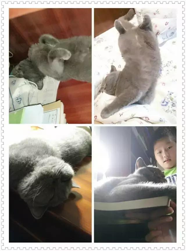 猫咪睡姿大作战,猫咪大字型睡姿图片