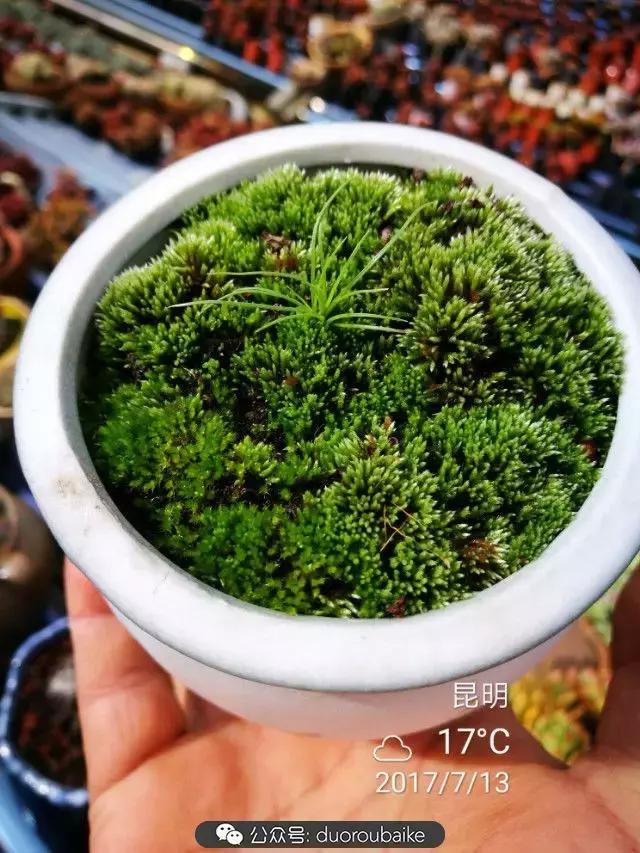 苔藓与多肉,多肉与苔藓的巧妙组合