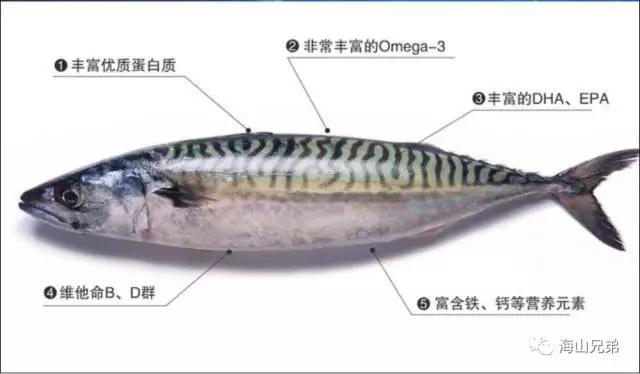 这日本流行很久的挪威鲭鱼,现在来到了中国!