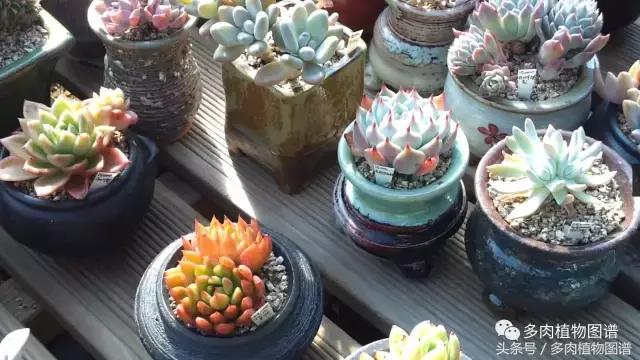 满阳台的多肉,满阳台多肉