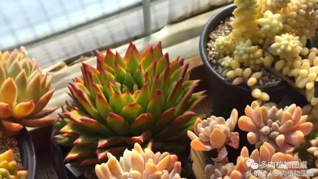 满阳台的多肉,满阳台多肉