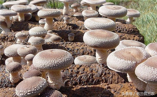 致富的新路子有哪些,有致富的门路推荐一下