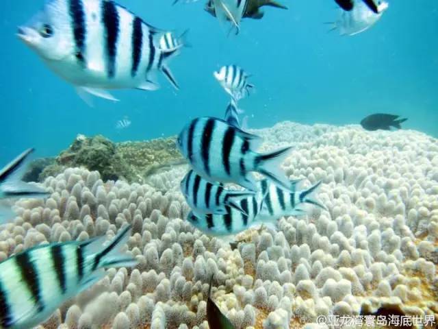 三亚潜水避坑攻略,三亚潜水新技巧