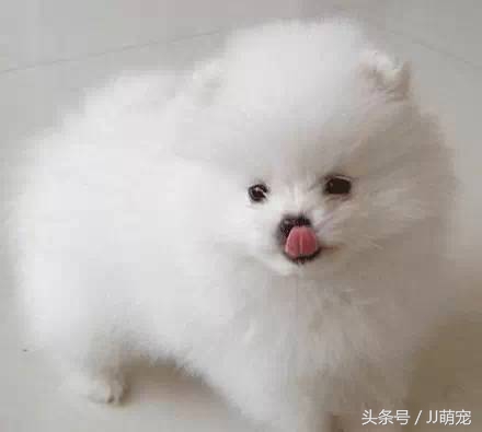 世上有多少种狗狗,世上有几种狗狗叫什么名字