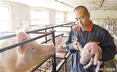 猪场为什么老发病,猪场的猪老是生病的原因