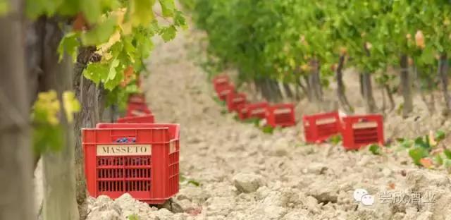 酒王法国,意大利酒王sassicaia国内价格