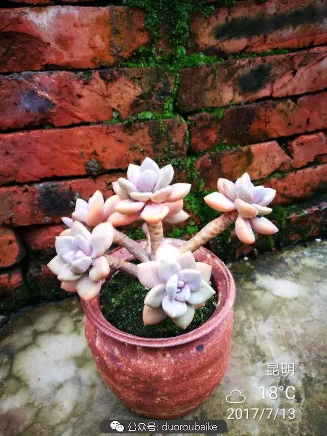 苔藓与多肉,多肉与苔藓的巧妙组合