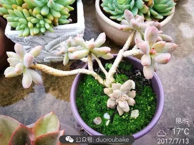 苔藓与多肉,多肉与苔藓的巧妙组合