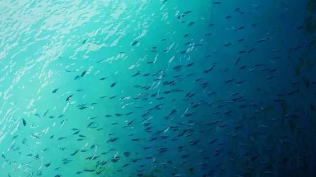 三亚潜水避坑攻略,三亚潜水新技巧