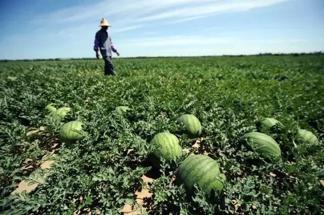 如果你到了内黄，看那些灌肠摊前，一个个吃灌肠人的吃相，就是不饿，也会忍不住前去来一碗！