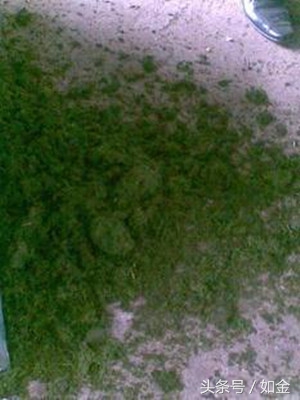 睁大眼睛：田间这种杂草，养猪人爱不释手！