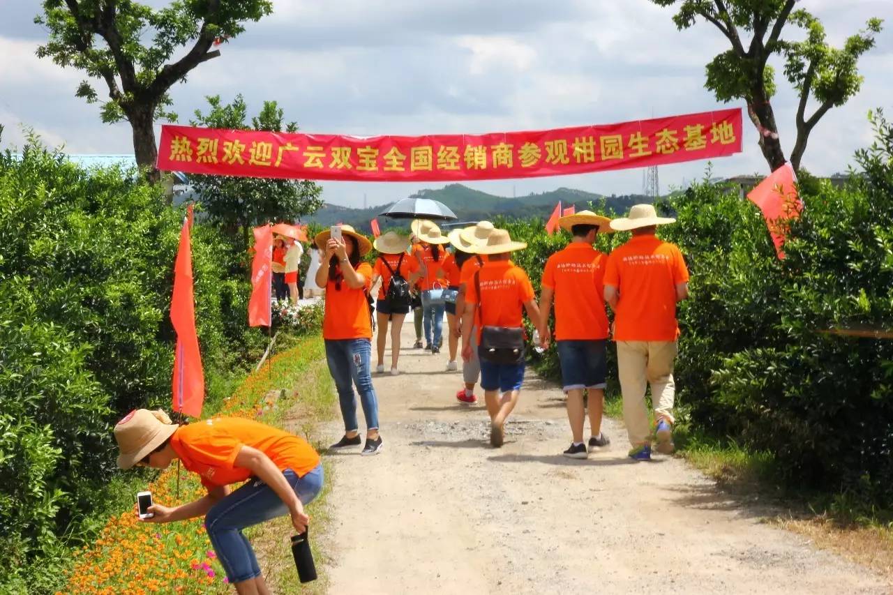 新会陈皮邀请赛,新会柑比赛