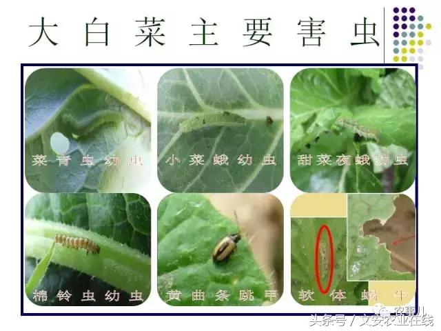 大白菜常见病虫害及防治方法,大白菜早期病虫害防治方法