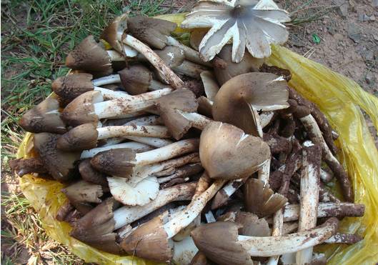 买菌菇被骗,买菌子东西被骗了怎样能追回钱